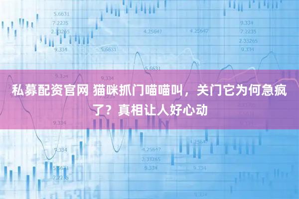 私募配资官网 猫咪抓门喵喵叫，关门它为何急疯了？真相让人好心动